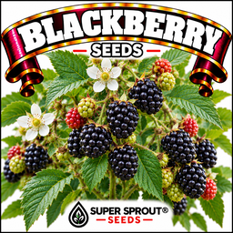 Blackberry x 15 seeds 
