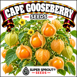Cape Gooseberry x 25+ seeds