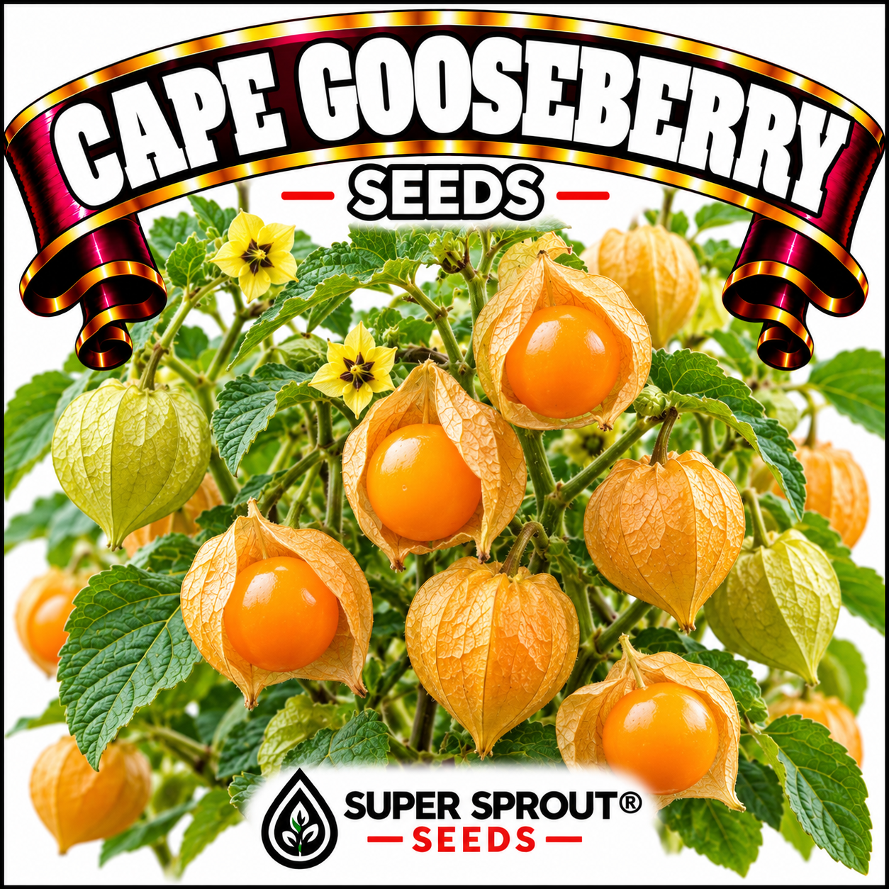 Cape Gooseberry x 25+ seeds