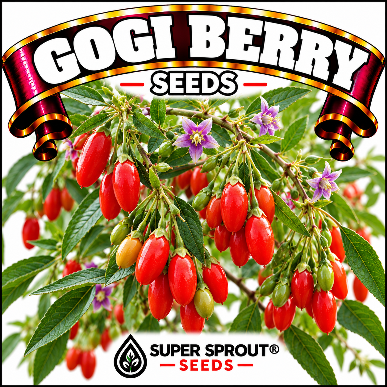 GOJI BERRY (Lycium barbarum) x 25+ seeds