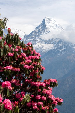 Poon hill - ghodepank -Trek
