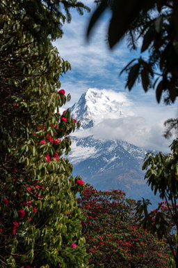 Poon hill - ghodepank -Trek