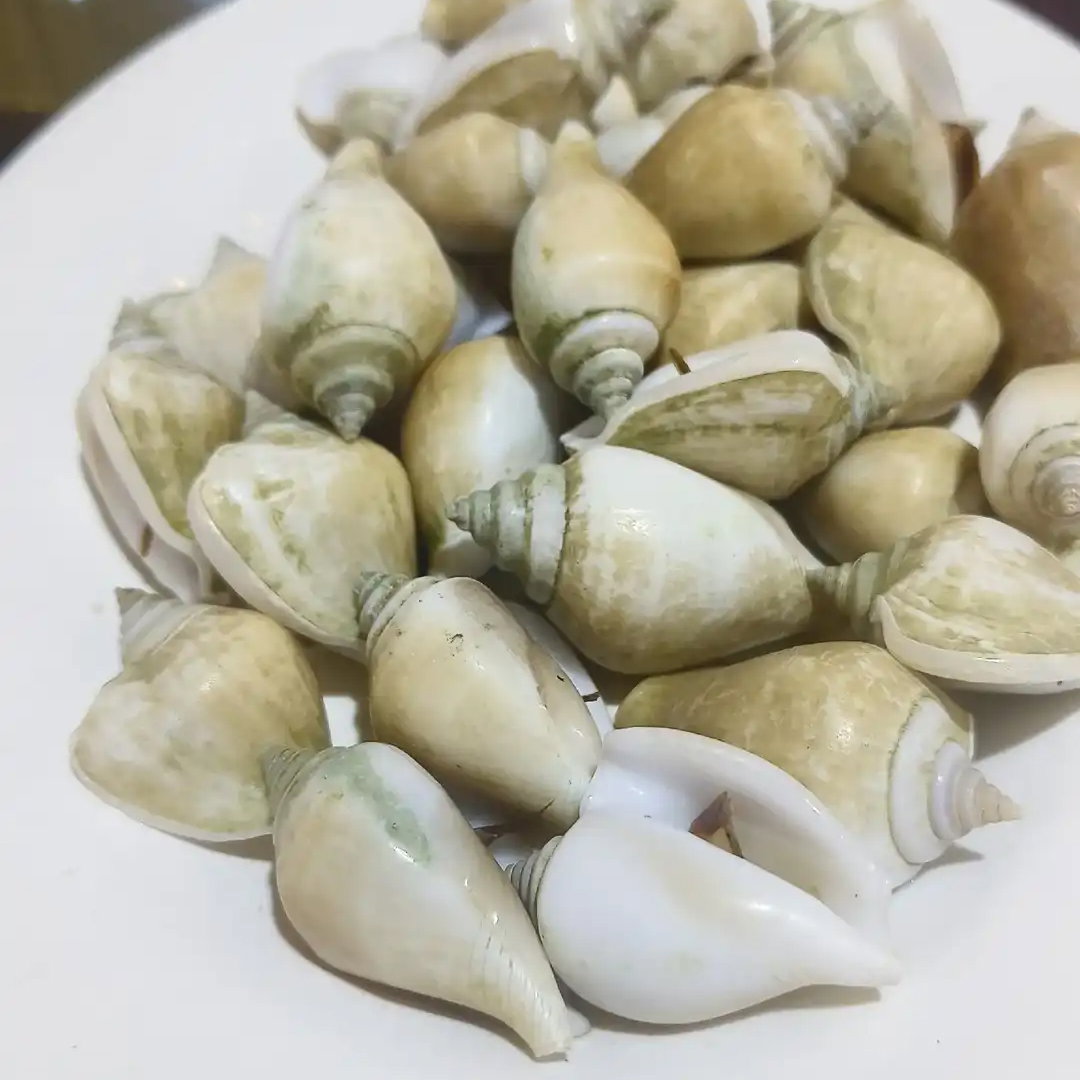 Siput Gong Gong (KG)_0