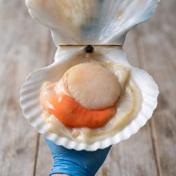 Sea Scallops (pcs)
