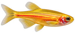 DANIO ZEBRA GOLDEN