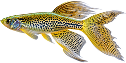 DANIO ZEBRA LONGFIN