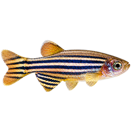 DANIO ZEBRA