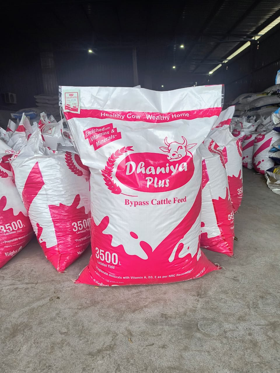 DHANIYA PLUS