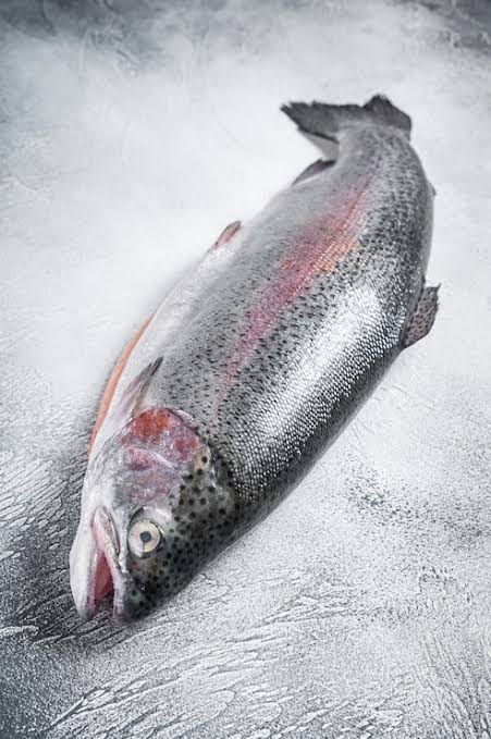 TROUT FISH