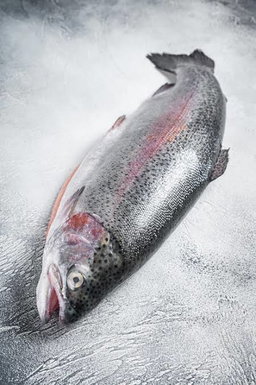 TROUT FISH