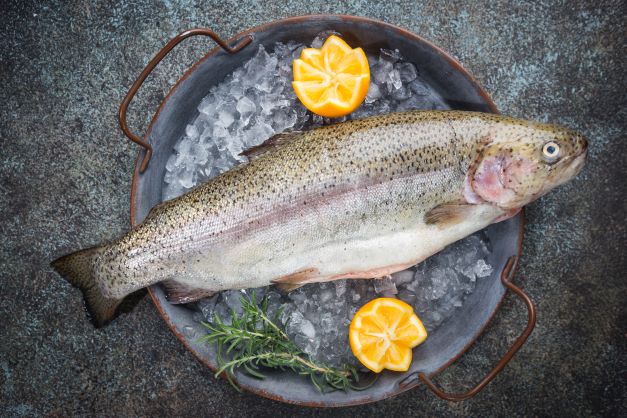 TROUT FISH_1