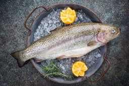 TROUT FISH