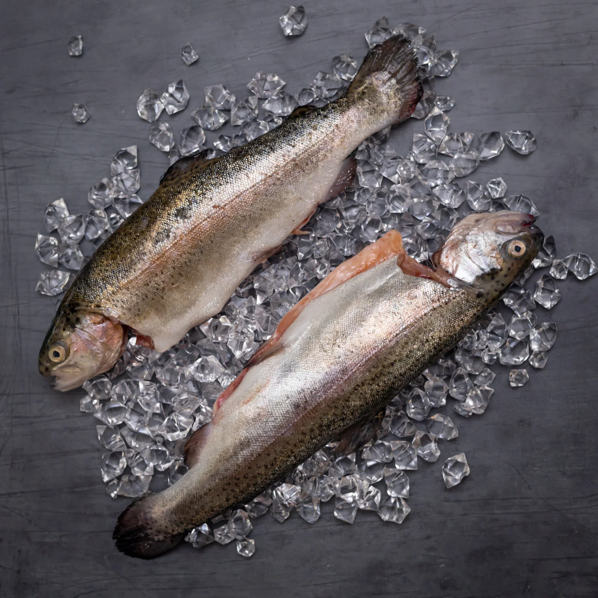 TROUT FISH_2
