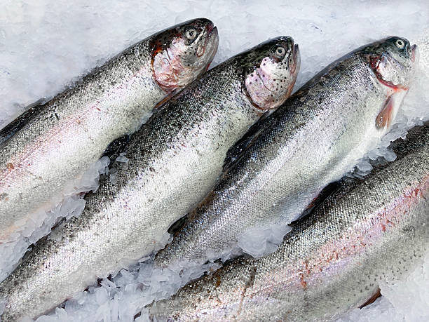 TROUT FISH_3