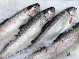 TROUT FISH