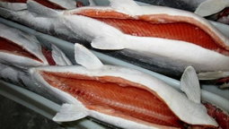 TROUT FISH