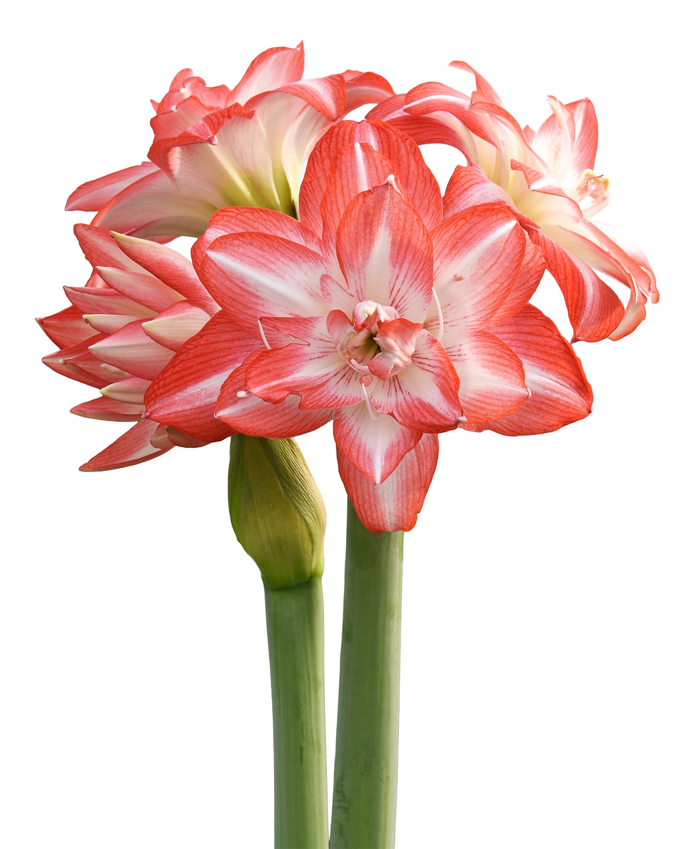 Amaryllis _2