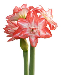 Amaryllis 