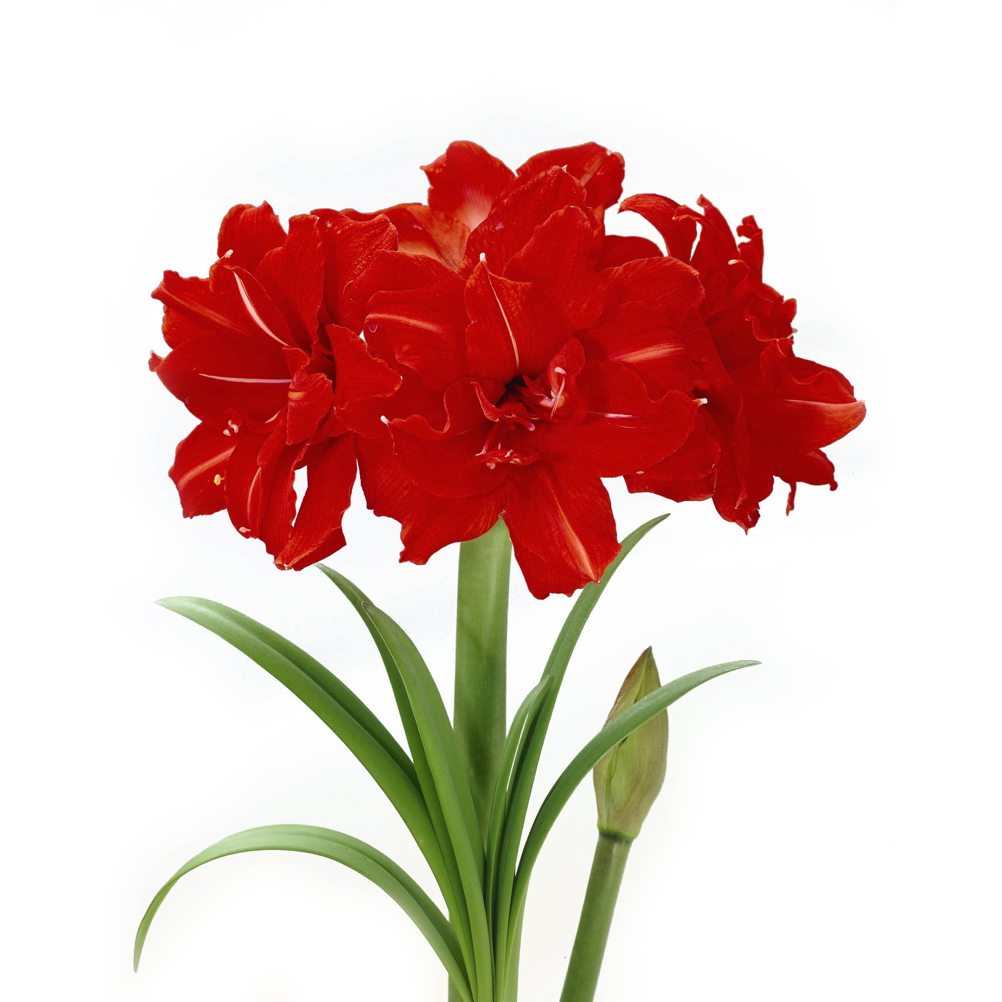 Amaryllis _1