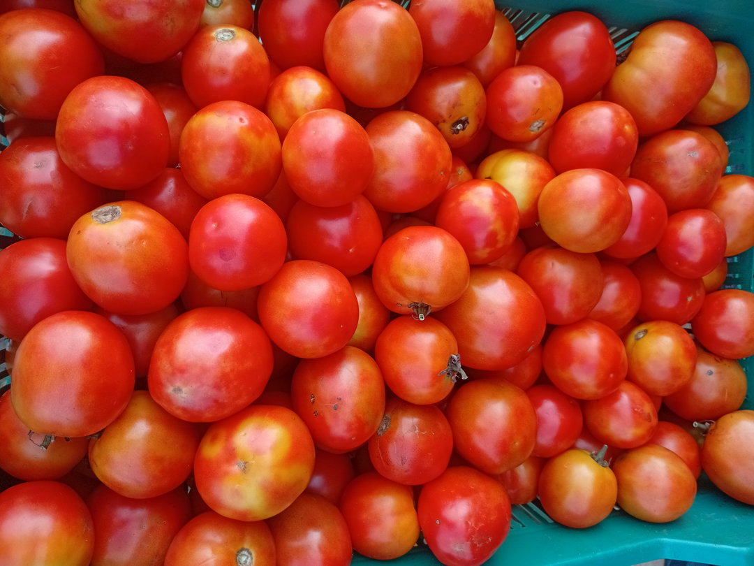 Tomato 