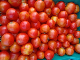 Tomato 
