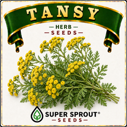 BULK Tansy (Tanacetum vulgare) x 1000+ seeds 