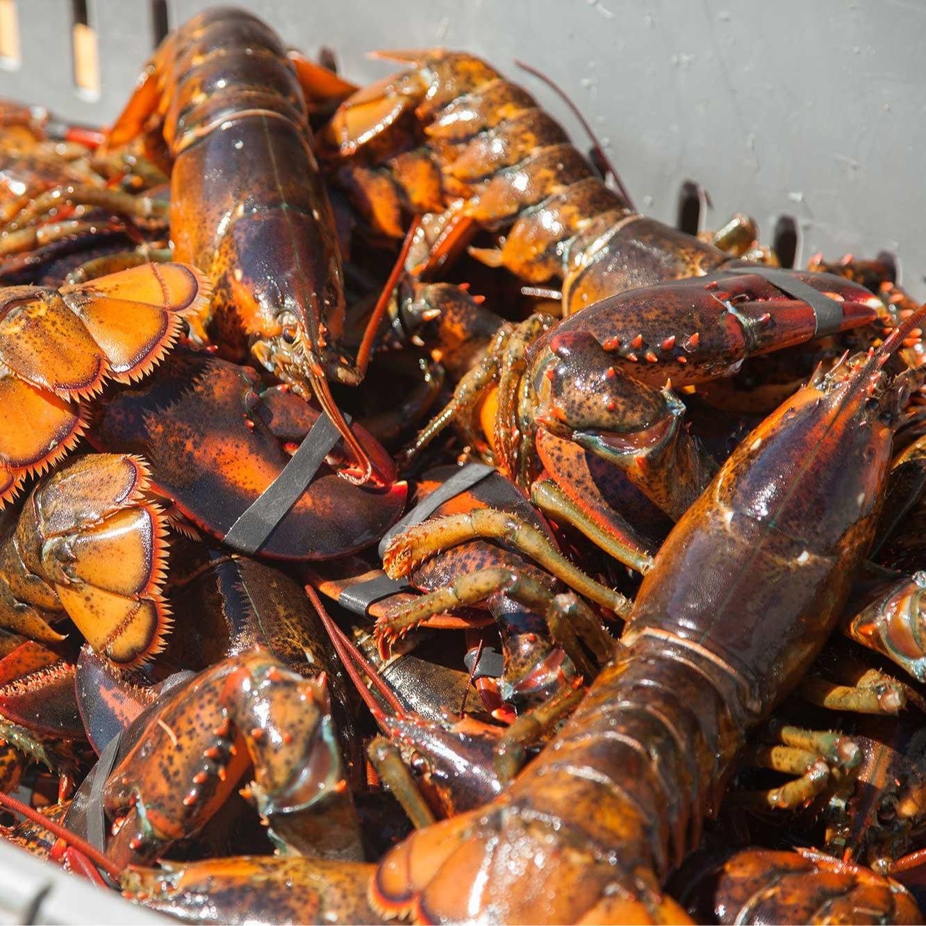 Boston Lobster_0