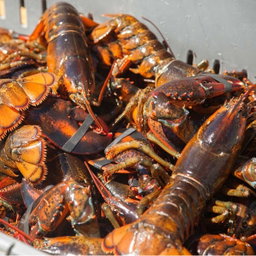 Boston Lobster
