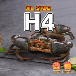 XL (H4) Fresh