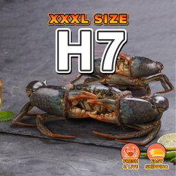XXXL (H7) Fresh