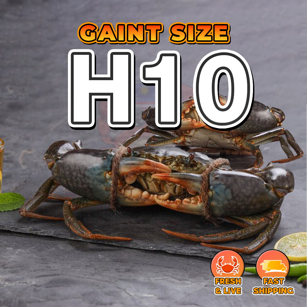 Gaint (H10) Fresh_0