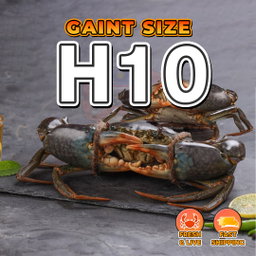 Gaint (H10) Fresh