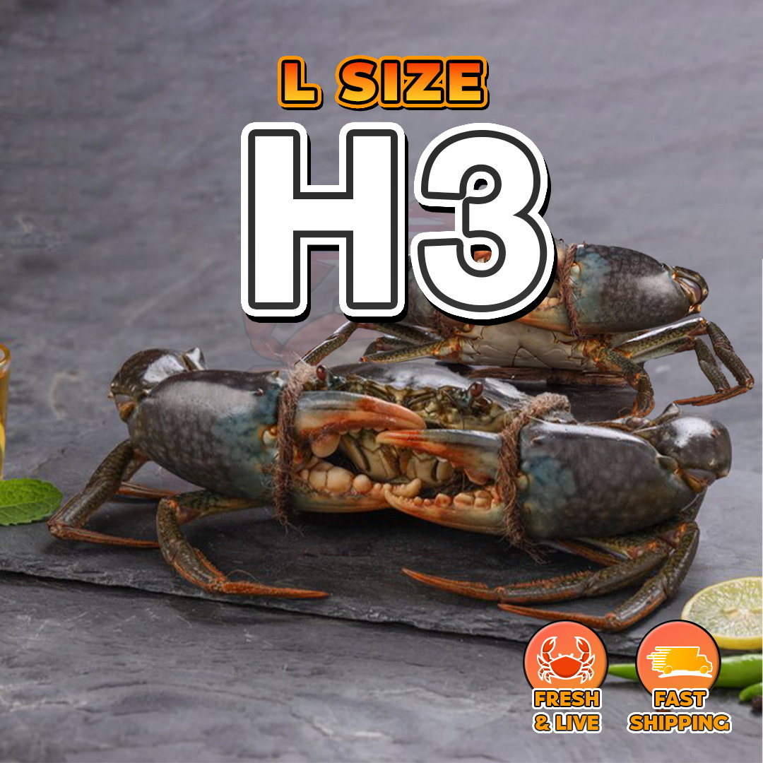 L (H3) Fresh