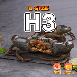 L (H3) Fresh