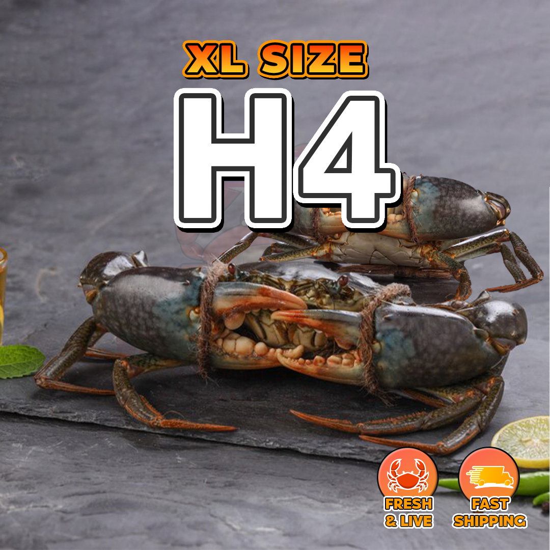 XL (H4) Fresh