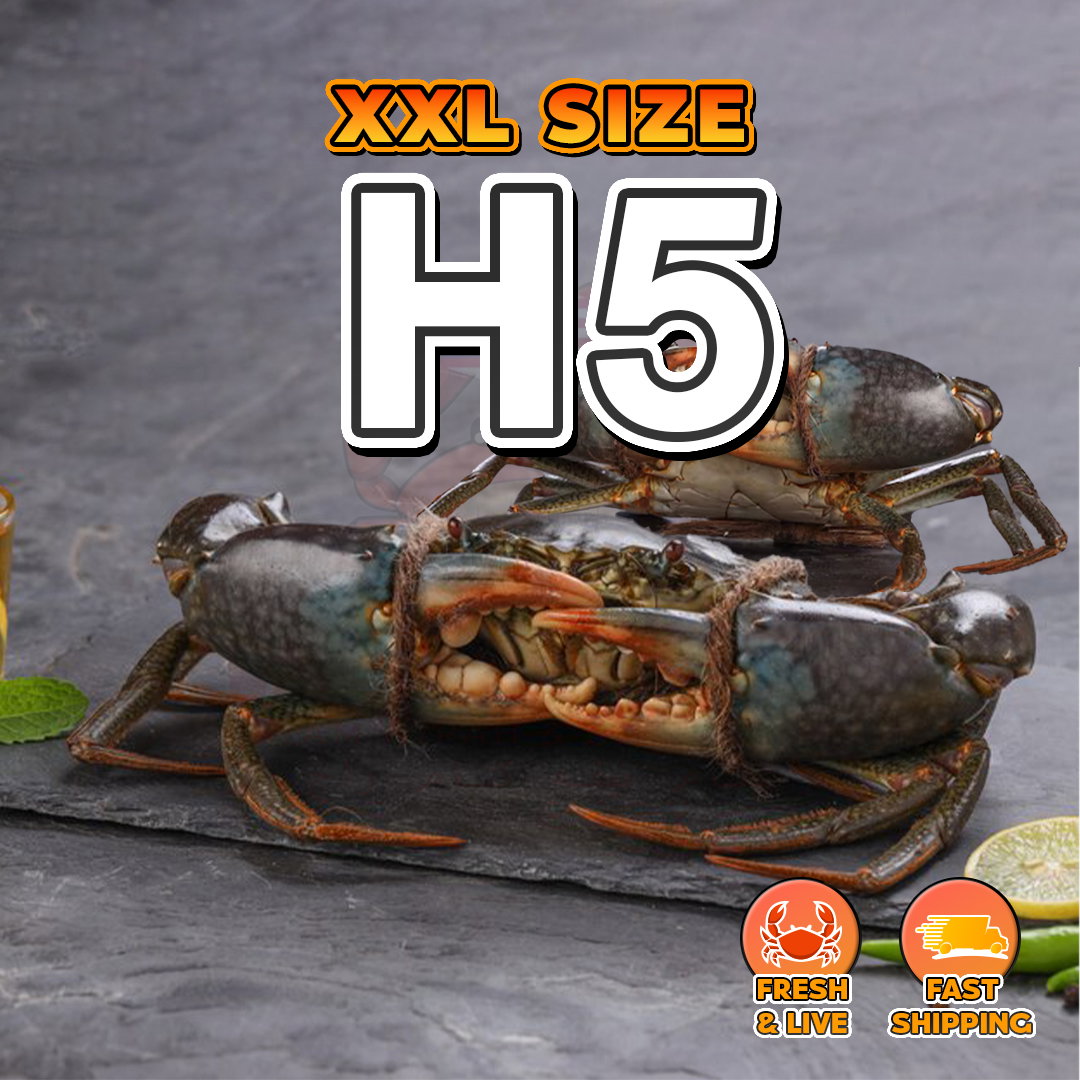 XXL (H5) Fresh