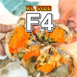 Betina XL (F4) Fresh
