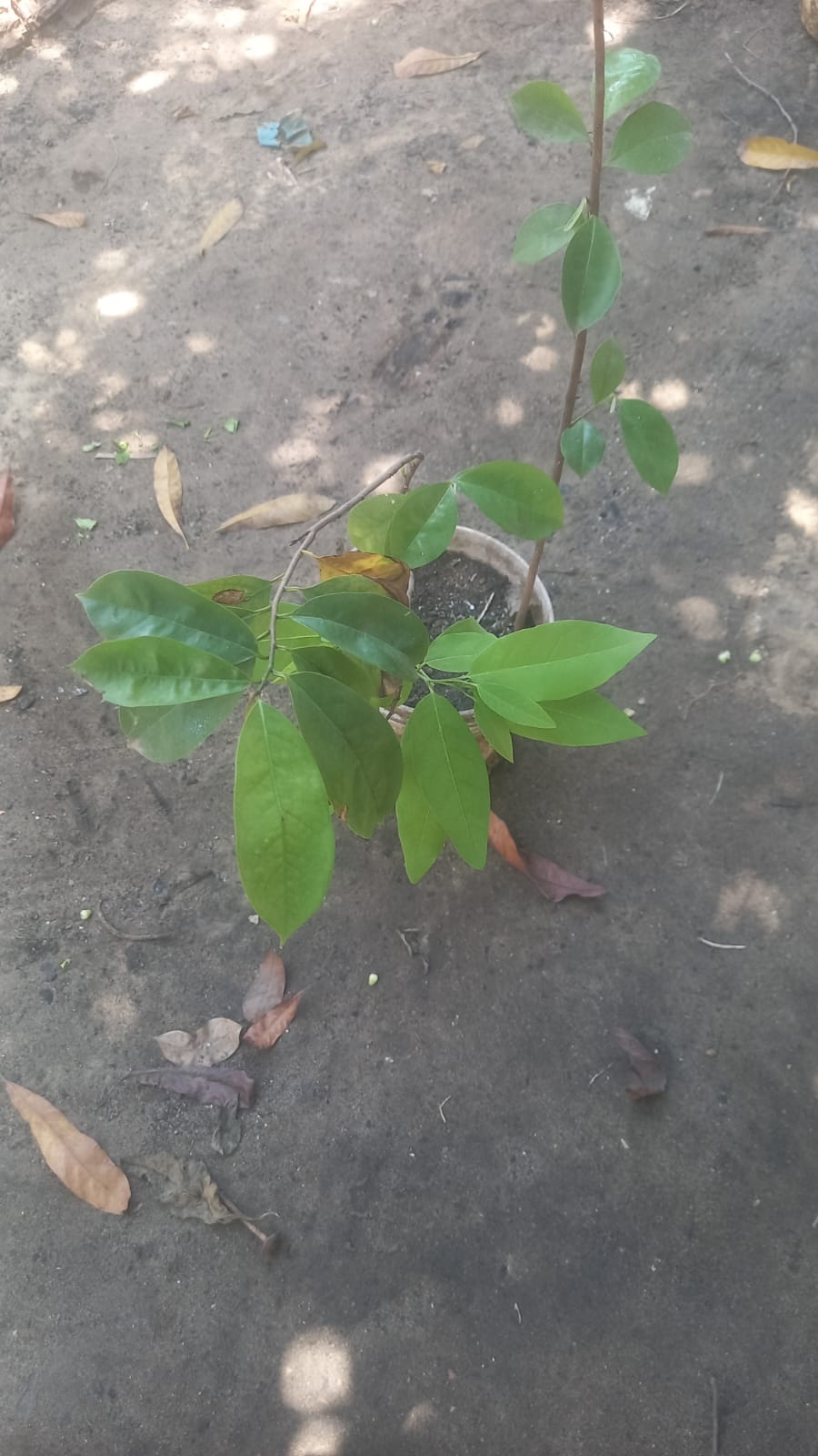 Soursoop (mstafeli) tree