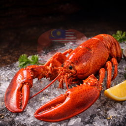Boston Lobster