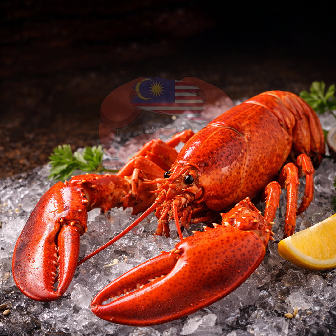 Boston Lobster