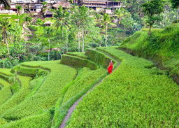 Ubud Tours