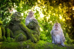 Ubud Tours