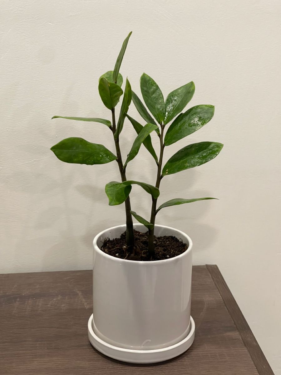 ZZ Plants _0