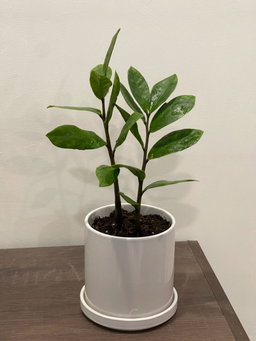 ZZ Plants 
