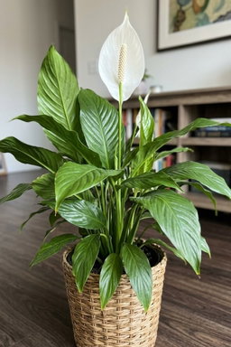 Plants