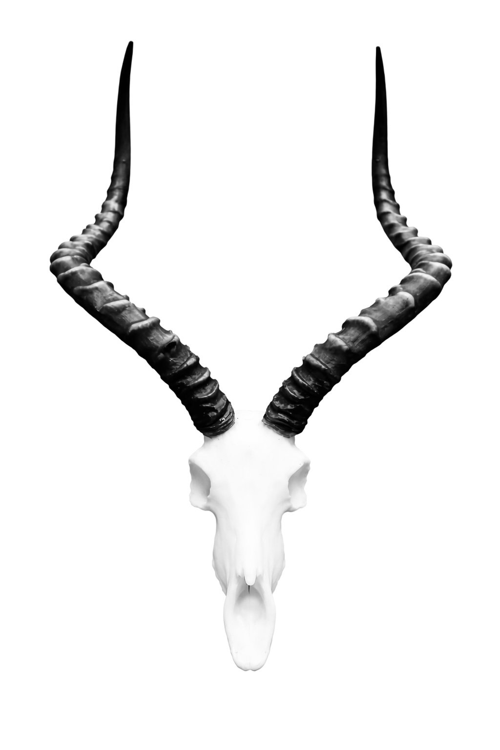 Budget Impala Skull Napkin Ring sets of 10 