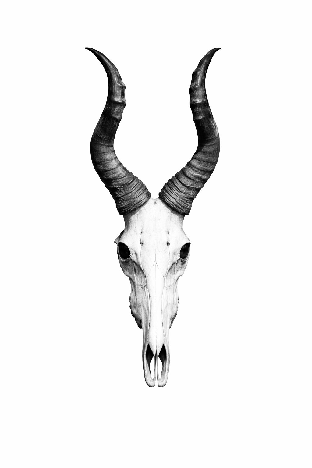Budget Red Hartebeest plain Skull sets of 10 _0