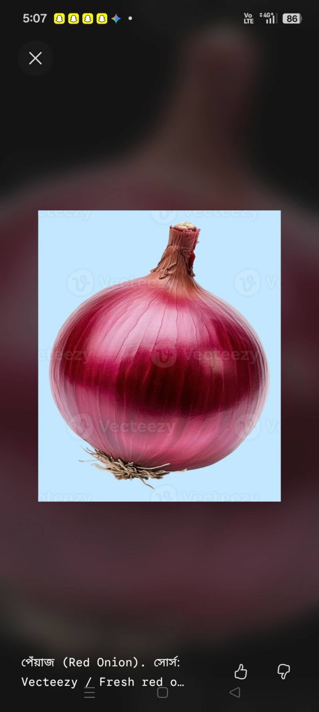 পেয়াজ (৫০০গ্রাম )