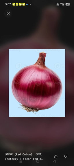 পেয়াজ (৫০০গ্রাম )
