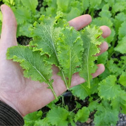 Wasabina Leaves
